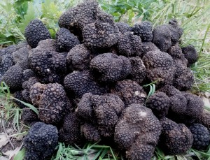 tuber aestivum truffle from Bulgaria